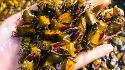 Đặc sản "rùng mình" gần nửa triệu đồng/kg vẫn "cháy hàng"