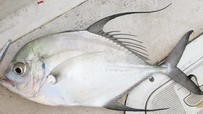 Loại cá xưa không ai ngó nay thành đặc sản 200.000 đồng/kg