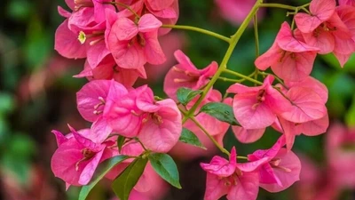 5 loại hoa nên trồng trước nhà, càng nở càng hút lộc