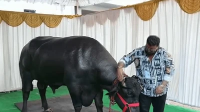 "Sững sờ" con trâu hơn 100 tỷ khiến đại gia quyết "xuống tiền"