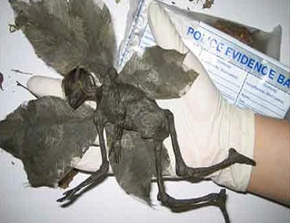 Vạch trần những bức ảnh, vụ việc lừa đảo trên mạng (2)