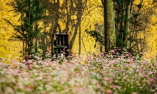 Đến Hà Giang ngắm mùa hoa tam giác mạch nở đẹp ngất ngây