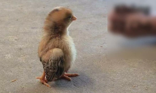 Chú gà con có dáng đi "thần điêu" khiến dân mạng cười bò