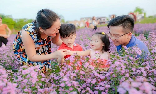 Mê mẩn thảo nguyên hoa bạt ngàn giữa lòng Hà Nội