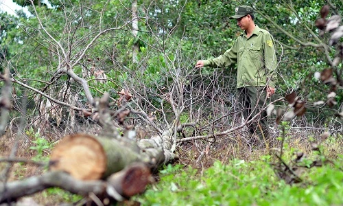 Ảnh: Hàng trăm cây gỗ rừng phòng hộ bị khoan gốc, đổ thuốc độc