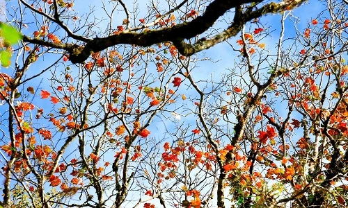 Khẩn trương du lịch Đà Lạt trước khi rừng phong thay lá