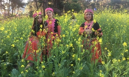 Ngẩn ngơ ngắm đồi hoa cải vàng khoe sắc trên cao nguyên Mộc Châu