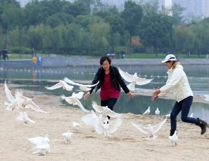 Bức xúc cảnh dân tranh nhau bắt chim bồ câu làm thịt