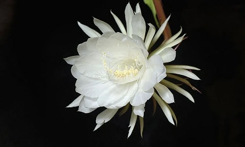 Mức giá không tưởng của 5 loài hoa đặc biệt 