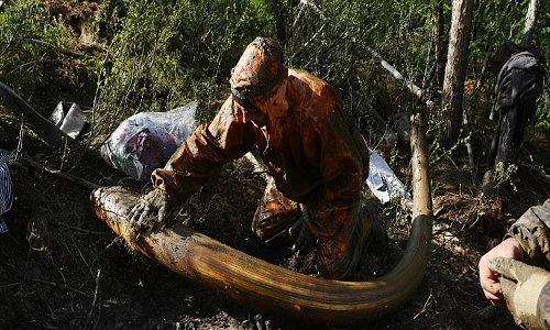 Theo chân những kẻ đào trộm ngà voi ma mút ở Nga
