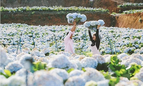 Những địa điểm du lịch gây sốt nhờ cánh đồng hoa