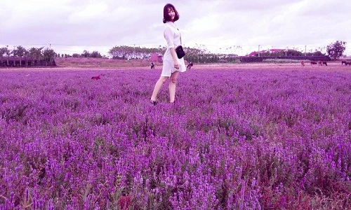 Nghỉ Tết dương: Giới trẻ mê mẩn với cánh đồng hoa tím lạ