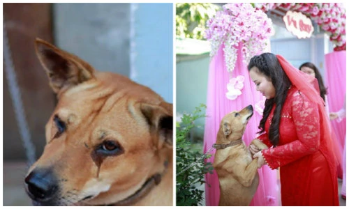 Chú chó khóc ròng ngày cô chủ Sài thành lấy chồng