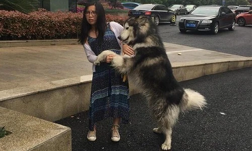 Chú chó “dê xồm”, quấy rối gái trẻ gây bão Facebook