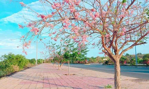 Con đường đỗ mai tuyệt đẹp ven biển Phan Thiết