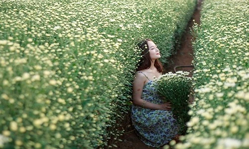 Cúc họa mi nở rộ, sáng bừng làng hoa Nhật Tân