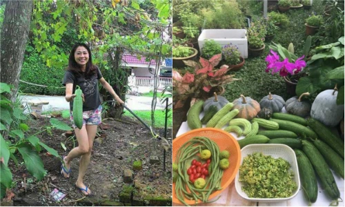 Mê mẩn vườn rau đón Tết 150m2 ở Malaysia của bà mẹ Việt