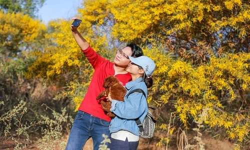 Rừng keo lá tràm vàng rực con đường ở Phan Thiết