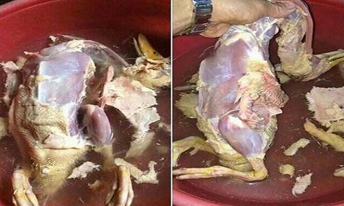 Hãi hùng màn nhổ lông vịt của "gái đảm" bị ép vào bếp