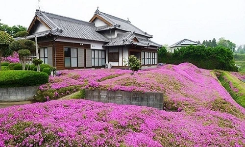 Vườn hoa đẹp như mơ cụ ông tự tay trồng dành tặng người vợ mù