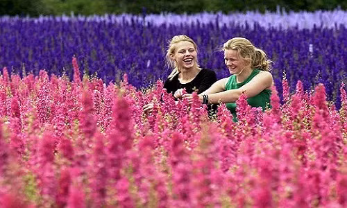 Ngỡ ngàng thiên đường hoa mùa hè tuyệt đẹp mở cửa 7 ngày mỗi năm 