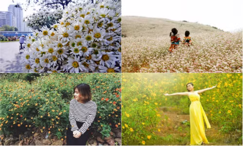 “Săn” thiên đường hoa dọc Tổ quốc những ngày chớm đông