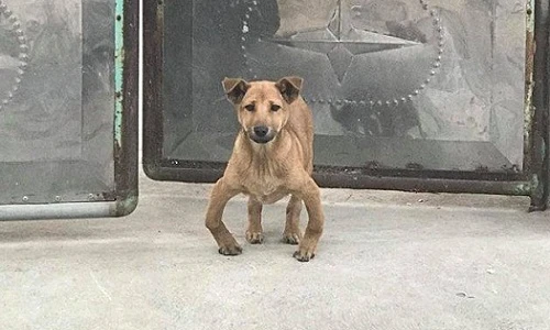 "Cười té ghế' trước tạo dáng cool ngầu của những chú chó chân vòng kiềng