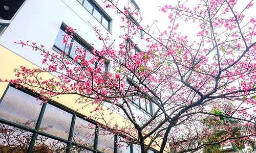 “Khoảng sân thần tiên” rực sắc hoa anh đào ở Hà Nội