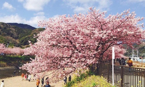 Có một nước Nhật đẹp như Photoshop vào mùa hoa anh đào nở