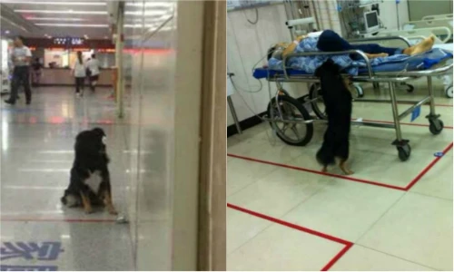 Chú chó buồn rầu ngồi đợi chủ bên ngoài phòng cấp cứu