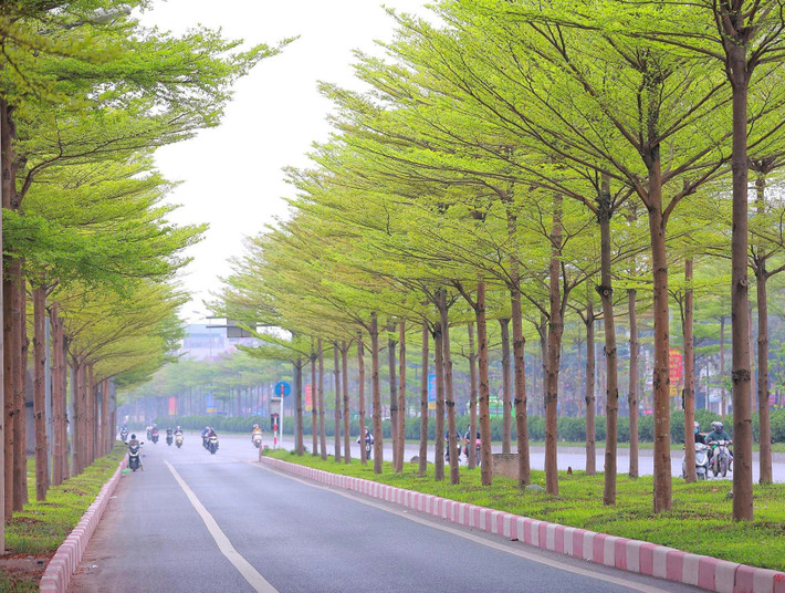 Không chỉ phủ xanh lối lên cầu Thanh Trì, tại nhiều tuyến đường nội thành Hà Nội như Nguyễn Khánh Toàn, Nguyễn Phong Sắc, Trần Thái Tông..., đều có những hàng cây bàng lá nhỏ chạy dọc theo dải phân cách, mang đến nét hiện đại và mới lạ.