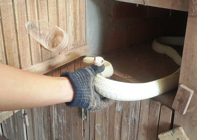 Thời điểm đó, anh Điệp bất ngờ phát hiện một con rắn con mới nở có màu trắng bạch tạng hiếm có. Ngay sau đó, anh Điệp tiến hành tách đàn và chăm sóc theo chế độ riêng.
