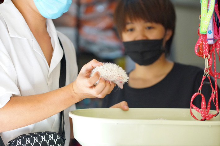 Khó khăn lớn nhất khi nuôi là nhím cảnh thường ngủ ngày, thức đêm do đặc tính lẩn trốn kẻ thù của nhím. Mỗi nhím cảnh có từ 5.000 đến 7.000 lông và di chuyển rất chậm chạp.
