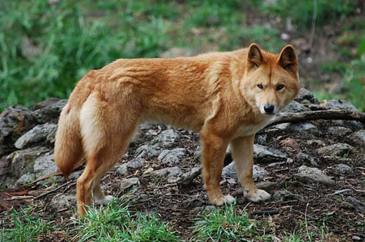Dingo Đông Dương xuất hiện phổ biến nhất là ở các vùng trung du Tây Bắc, ở Lào Cai & miền núi của Việt Nam. Giống chó này được nuôi để giúp người nông dân trông coi nhà cửa, chăn gia súc hay đi rừng...