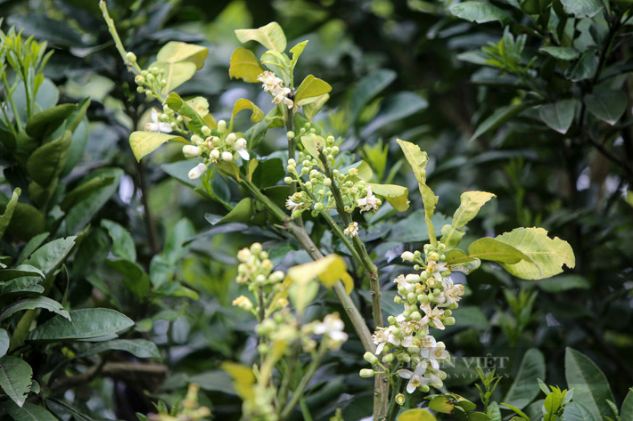 Chính vì mùi hương dịu mát, để được cả tuần mà hoa bưởi được người Hà Nội vô cùng yêu thích, mua từng chùm về bày trên ban thờ gia tiên, nấu chè, ướp trà... Cũng chính vì tính ứng dụng cao mà cho đến nay cây bưởi ngoài vụ quả vào cuối năm, thì còn có vụ thu hoạch hoa vào đầu tháng 3.