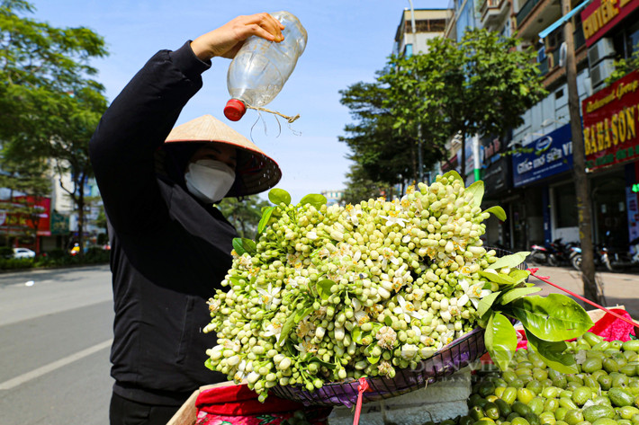 Hoa bưởi có giá dao động từ 20.000 - 30.000 nghìn đồng/lạng, được xếp ngay ngắn trên các xe hoa tập trung nhiều nhất ở các phố Xã Đàn, Tây Sơn, Ô Chợ Dừa (quận Đống Đa), Trần Khát Chân (quận Hoàn Kiếm)...