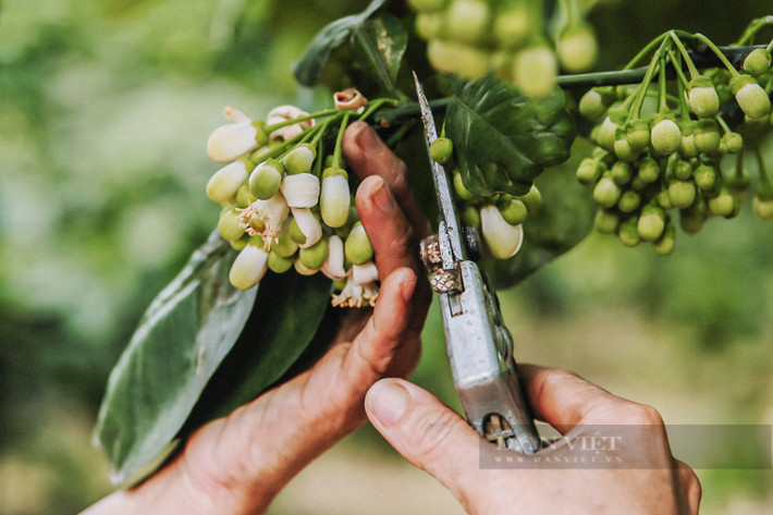 Những chùm hoa được thu hoạch thường có nụ to, màu trắng đều, chỉ cần vài ngày sẽ liên tục bung nở, khi ấy cũng là lúc mùi hương của hoa tỏa ra nhiều nhất.