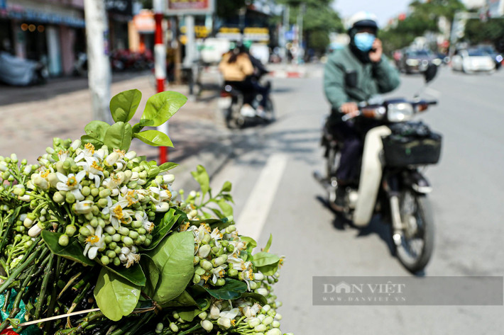Hoa bưởi ngoài việc dùng để đi lễ chùa thì còn được dùng để để nấu ăn hoặc tẩm ướp. Hoa sau khi được ướp đường rồi đem nấu chè hạt sen, càng làm dậy lên mùi thơm của món ăn bổ mát. Ngoài ra còn có thể dùng để pha trà, ướp hoa quả, làm tinh dầu.