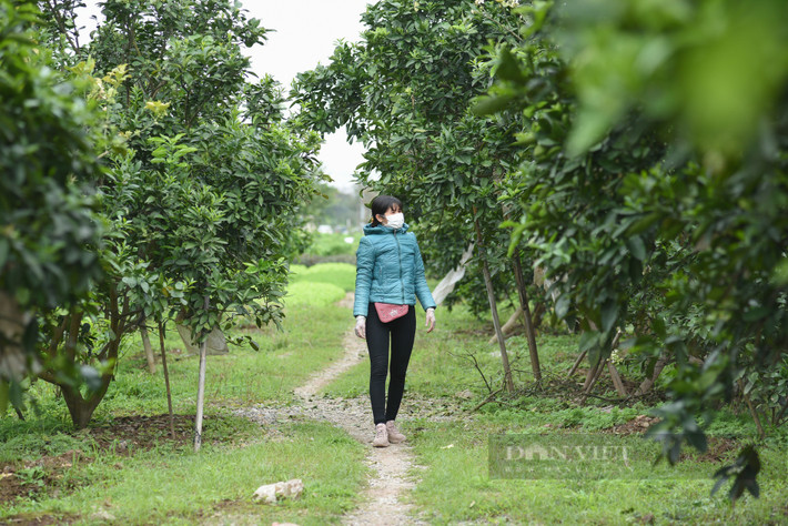 Những chùm hoa bưởi trắng tinh khôi, tỏa hương nhẹ dịu vào trong gió làm bao người vấn vương. Hoa bưởi tuy đẹp nhưng nở vào đúng lúc thời tiết cứ mãi âm u, sầm sì chẳng chịu nắng đôi khi còn có mưa lâm thâm, làm cho hoa tuy đẹp nhưng vẫn có chút buồn.