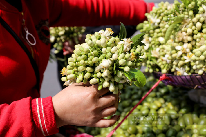Mùa hoa bưởi về là thời điểm chuyển giao giữa tháng, kết thúc cái se se lạnh của mùa xuân và báo hiệu mùa hè sắp về. Ở Hà Nội, những gánh hàng rong chở hoa bưởi trắng muốt làm nên nét chấm phá rất riêng mỗi độ tháng 3 về.
