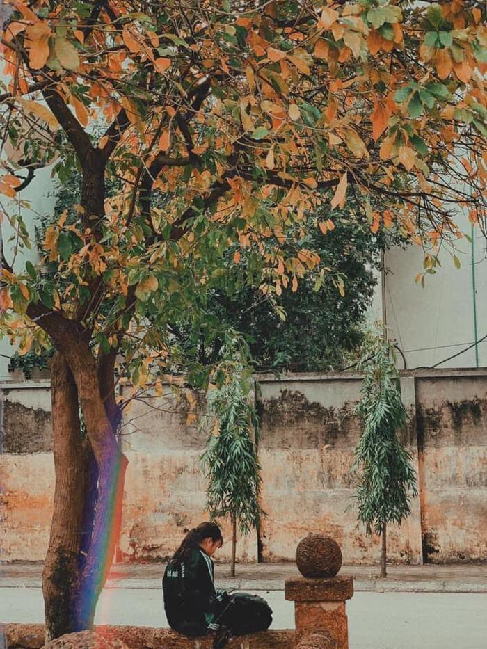 Đọc một cuốn sách, ngân nga một câu hát dưới hàng cây tuyệt đẹp này thì còn gì bằng!