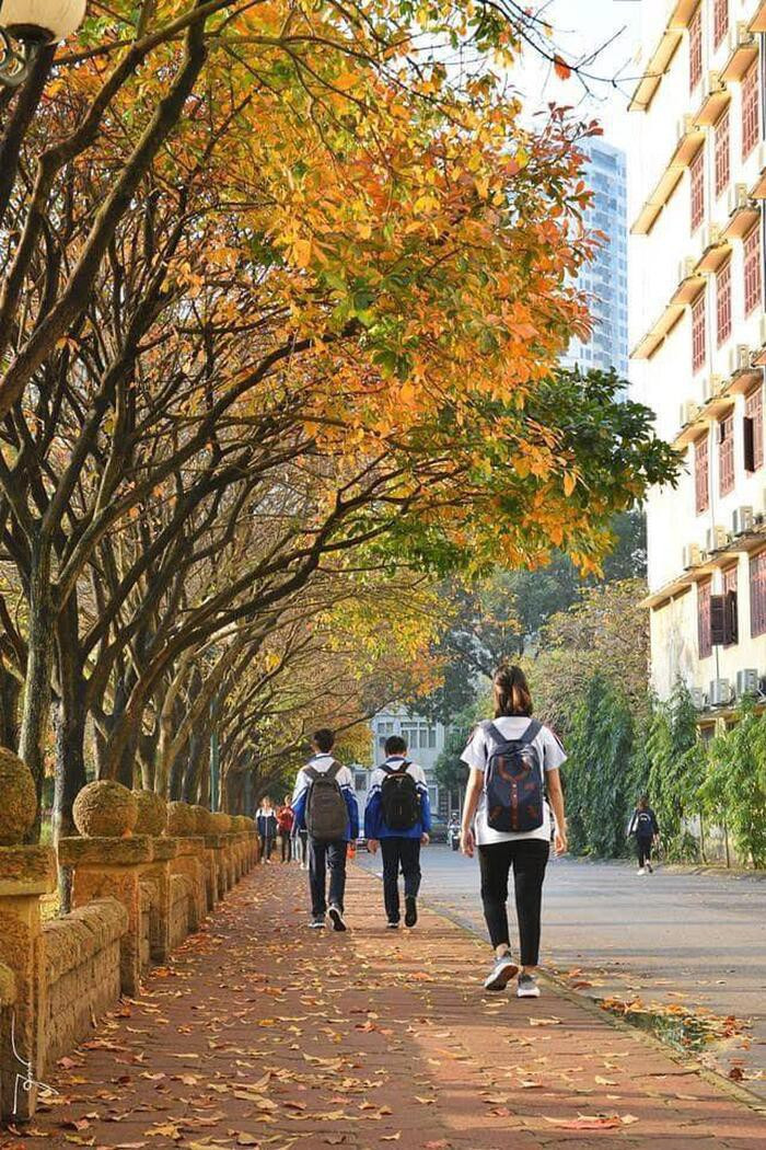 Vào mỗi sáng sớm hay chiều muộn vào đông, chỉ cần ra con đường này rồi đứng vào khung ảnh, bạn sẽ chắc chắn có ngay những bức hình sống ảo “vạn người mê”. Đó cũng chính là món quà mà mùa đông ban tặng cho vùng đất và con người nơi thủ đô nghìn năm văn hiến này.
