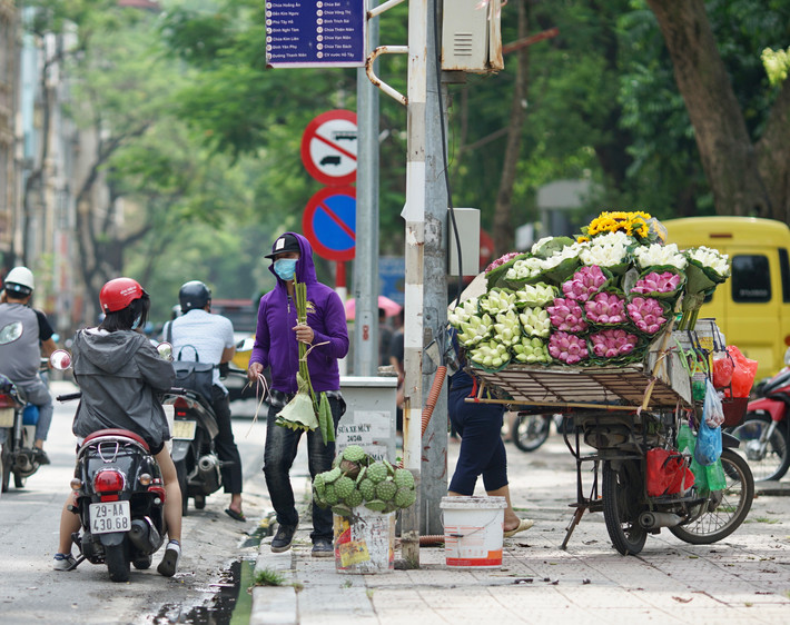 Tình trạng này khiến các đầm sen quanh Hà Nội bị thất thu nặng nề.