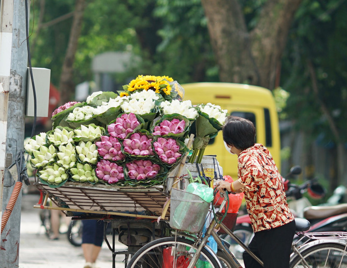 Trong các loại hoa mùa hè thì hoa sen có thời gian nở dài nhất, có những đầm sen đến cuối hè vẫn trổ bông, thậm chí nở cùng với hoa súng. Chính vì vậy, nhiều người vẫn cân nhắc không mua sen ở thời điểm giá cao như hiện nay.