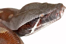 Tam đại mãng xà nổi tiếng thế giới, chỉ có ở Việt Nam