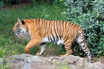 Lính Mỹ sợ 'mất mật' 1 thứ ở Việt Nam trong chiến tranh