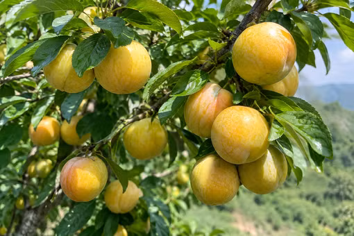 Mận vàng Mộc Châu tìm lại giá trị nhờ thị hiếu tiêu dùng mới