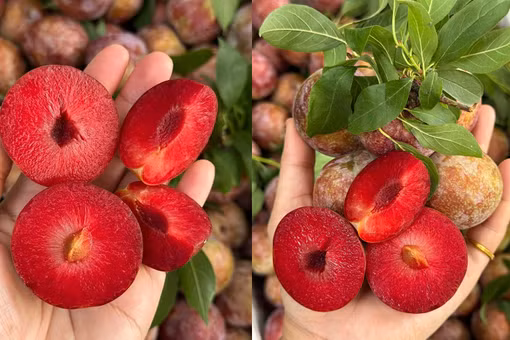 Đặc sản Tây Bắc giá tới 120.000 đồng/kg, mỗi năm chỉ rộ một mùa