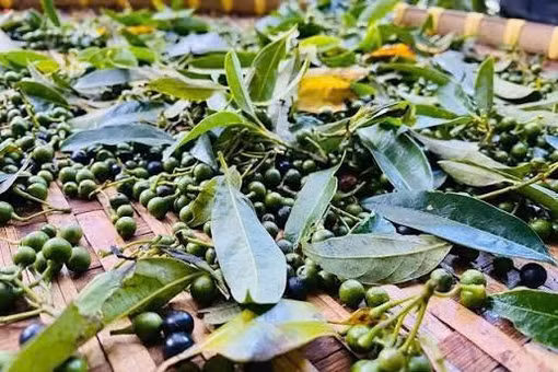 Loại trái gia vị bé như hạt tiêu, giá bán đắt đỏ vẫn được săn lùng