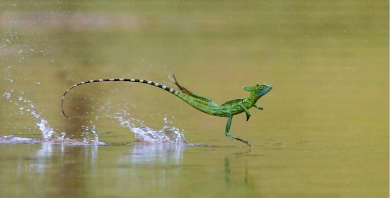 Động vật có năng lực siêu đỉnh, ngay cả con người cũng... thèm